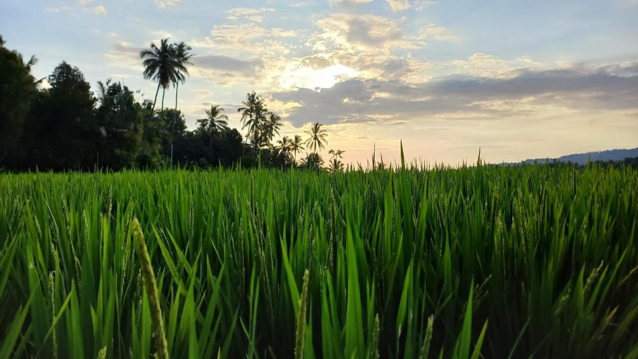Bali De Pardis Cottage Munduk Dış mekan fotoğraf